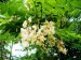 květy akátu
